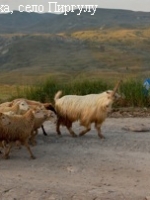 Пос. Пиргули находится в живописной местности в 22 км от районного центра, города Шемаха, на высоте 1400 м.